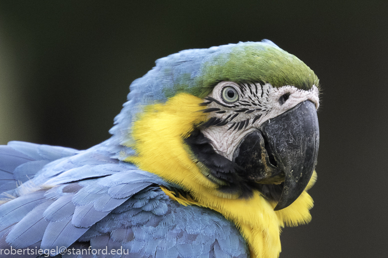 Blue and yellow macaw